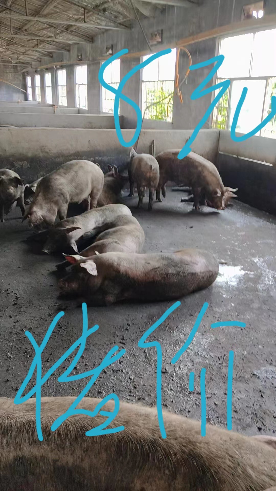 农家慢养瘦肉型猪