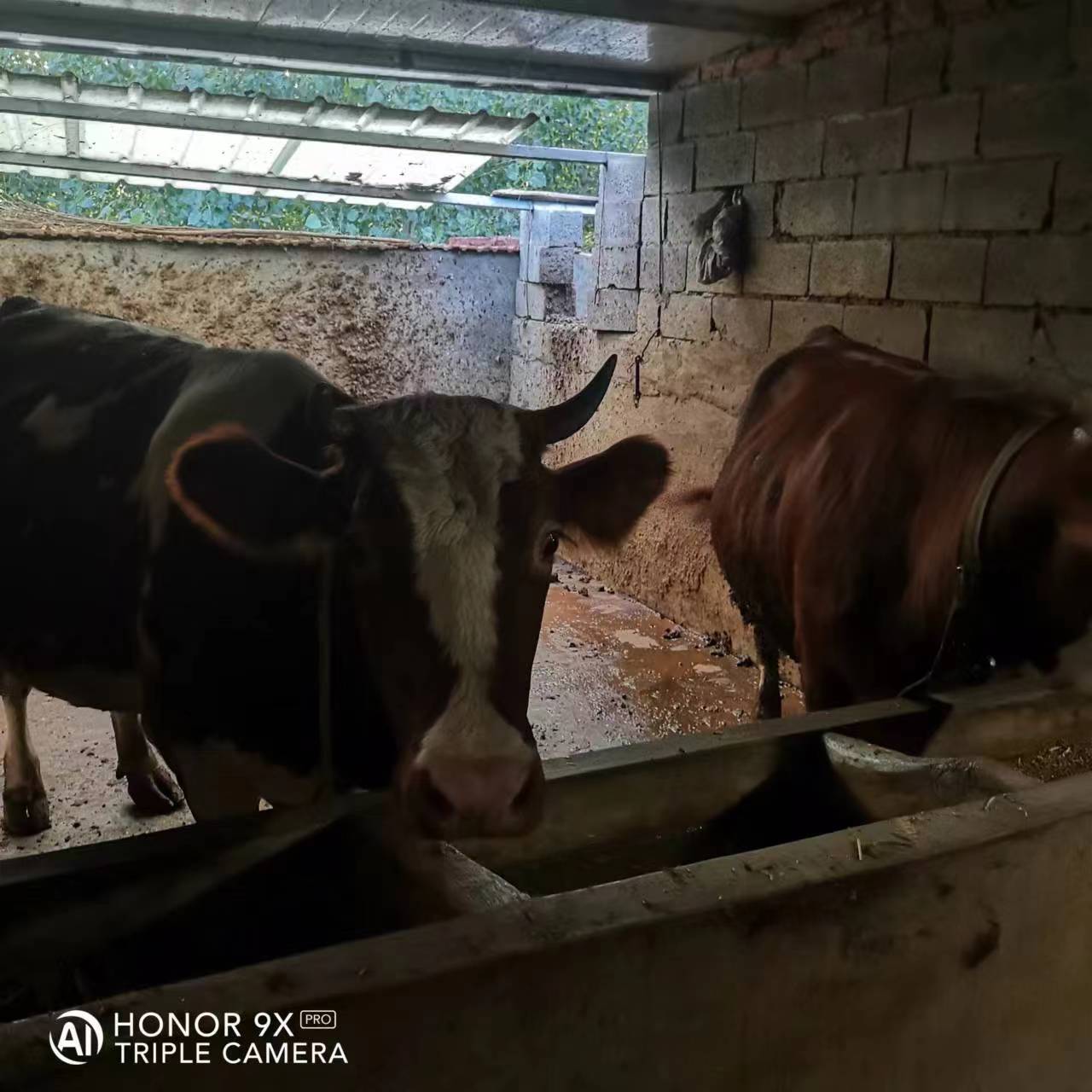 农家慢养当地肉食牛