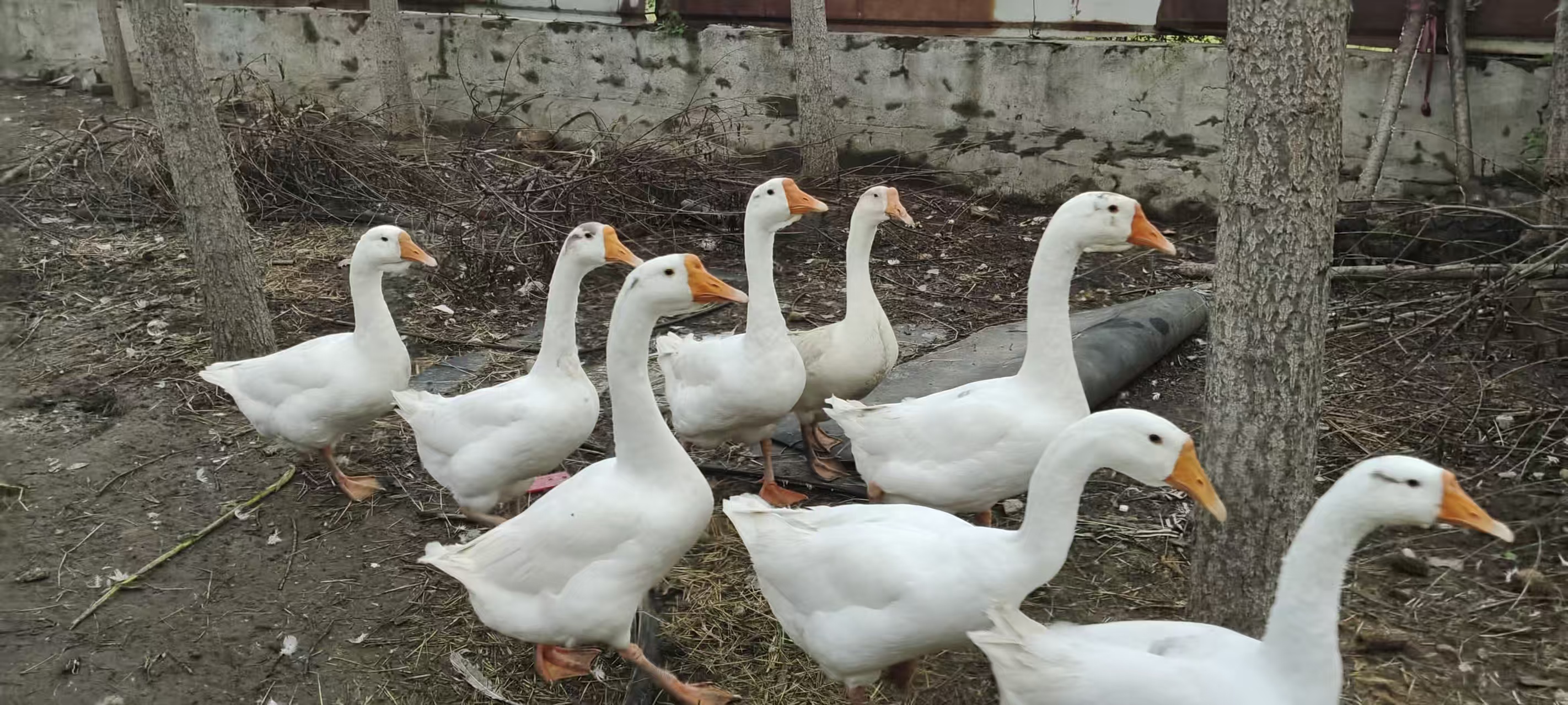 农家散养笨鹅，寄卖价20元/斤，支付微信（15269230089）可购买，地址：