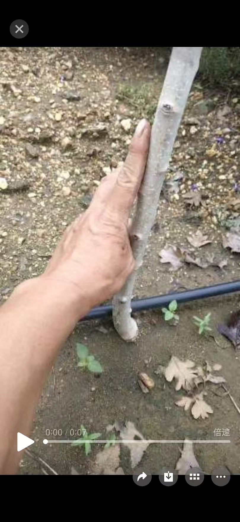 处理甜山楂树苗。十元，七百来颗。还有一百来颗黄山楂，支付微信（152692300