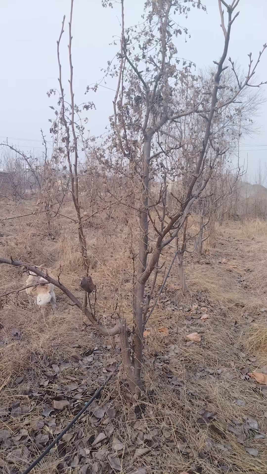 大量出售黄金梨树苗，三年苗，都以结果了！30元一棵，保成活！