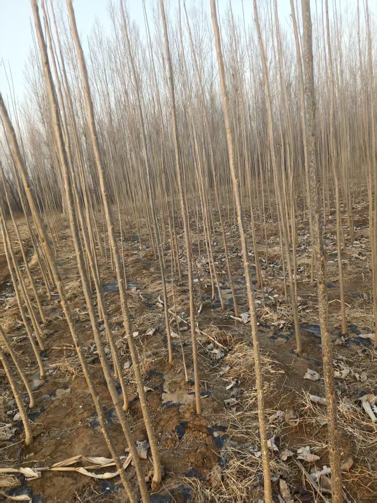 今年杨树苗出售